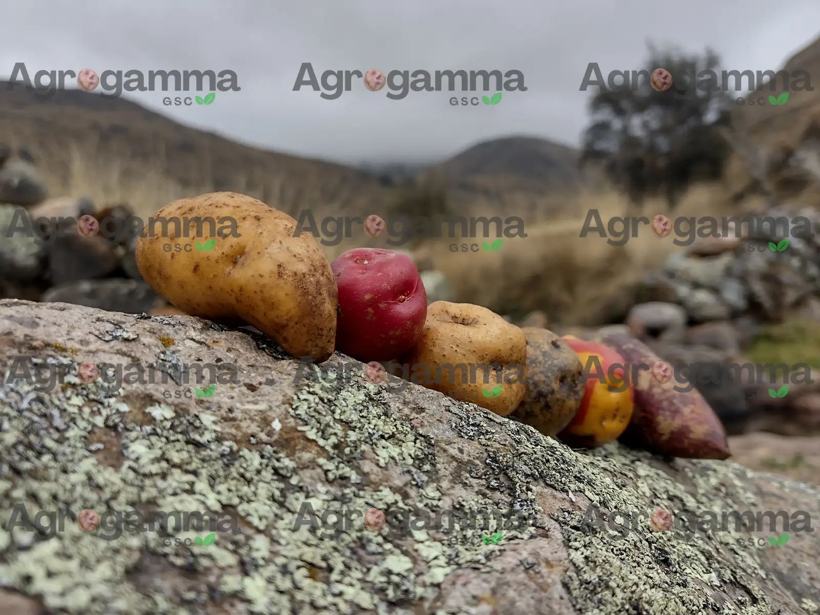 Papas nativas peruanas de colores