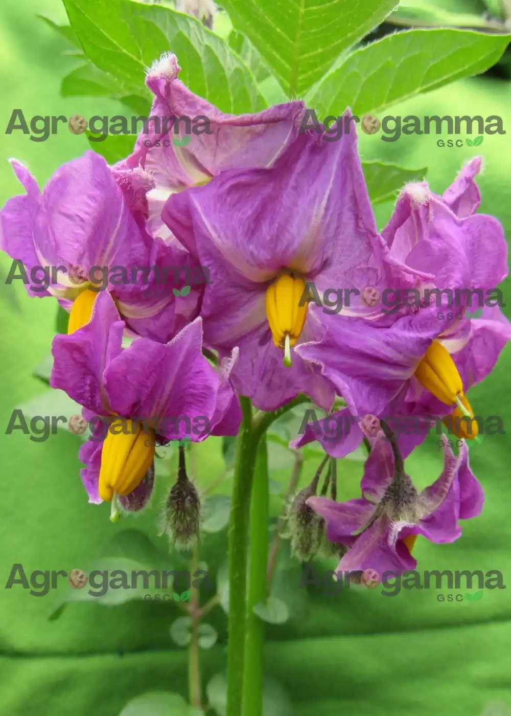 Plántula de papa sana en primer plano