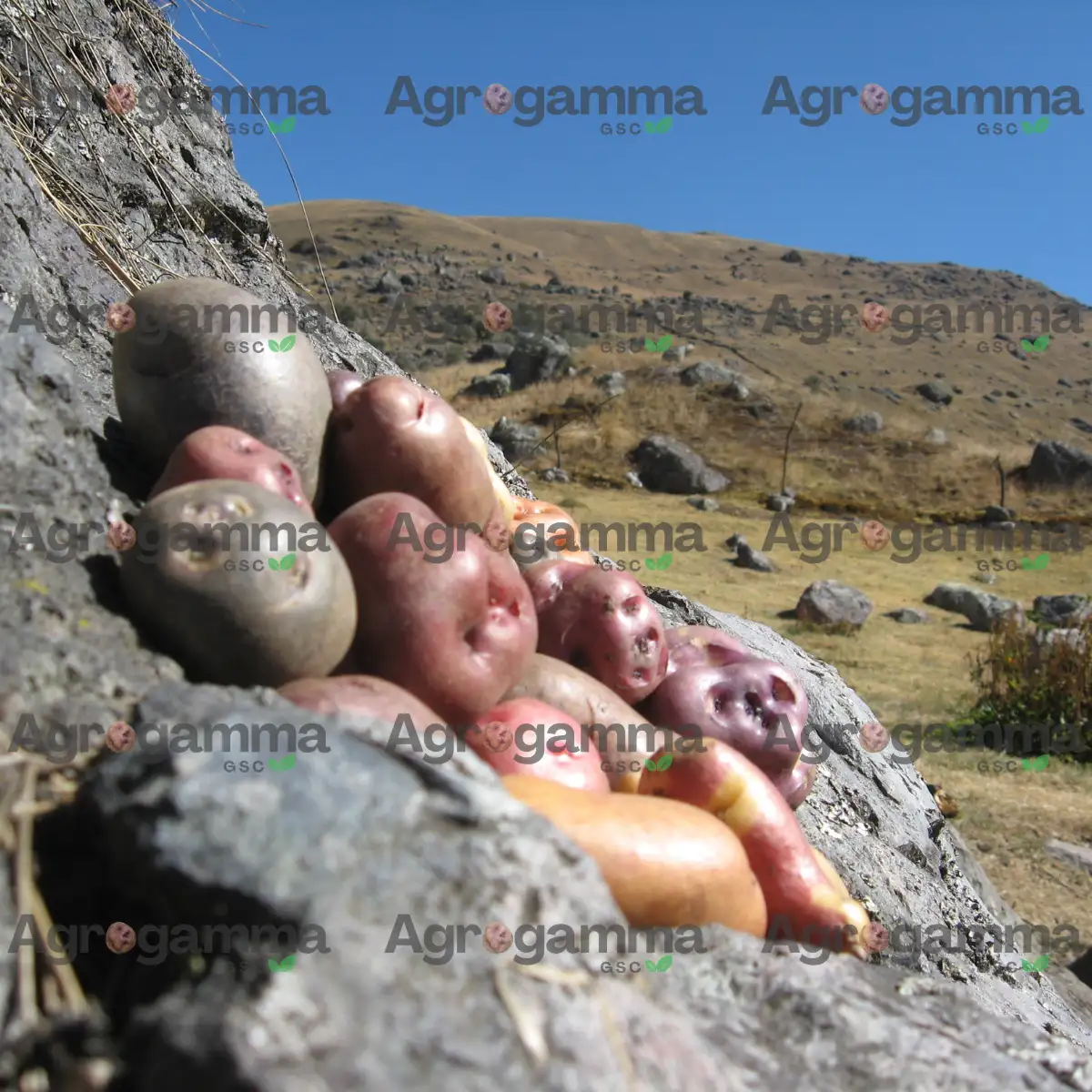 Trabajo de trasplante de plántulas